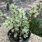 DesertScapeSucculent Succulent 4 Inch Portulacaria afra Variegata