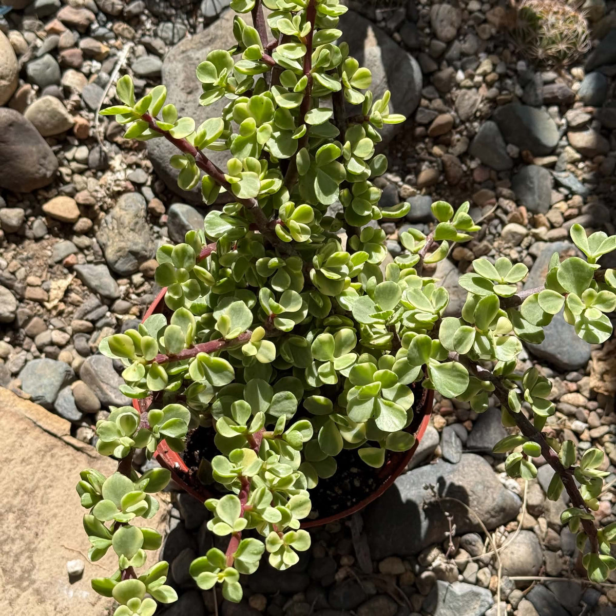 DesertScapeSucculent Succulent 6 Inch Portulacaria afra Variegata