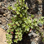 DesertScapeSucculent Succulent 6 Inch Portulacaria afra Variegata