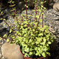 Portulacaria prostrata - 1 Gal Assorted - Succulent - DesertScapeSucculent