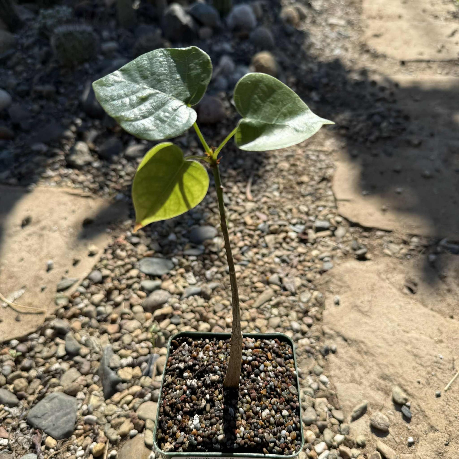 Pseudobombax ellipticum 'Shaving Brush Tree' - 4 Inch - Succulent - DesertScapeSucculent