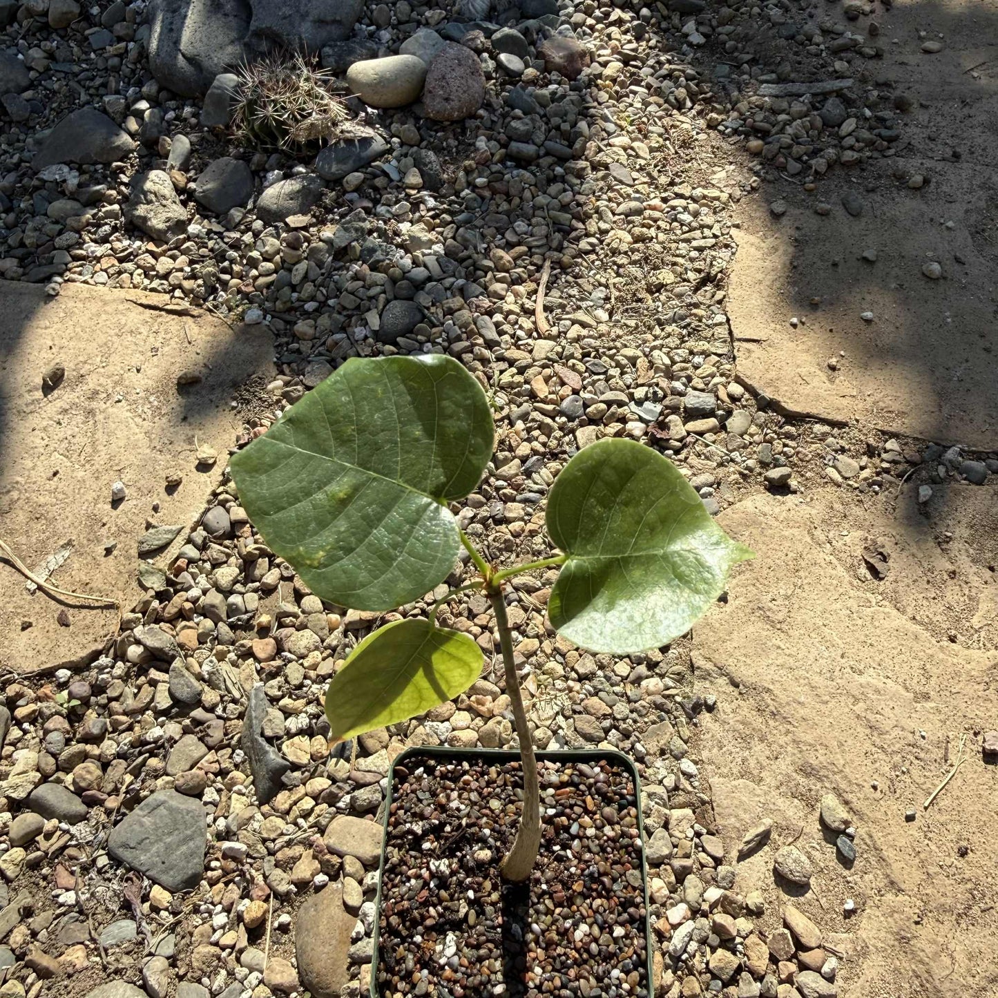 Pseudobombax ellipticum 'Shaving Brush Tree' - 4 Inch - Succulent - DesertScapeSucculent