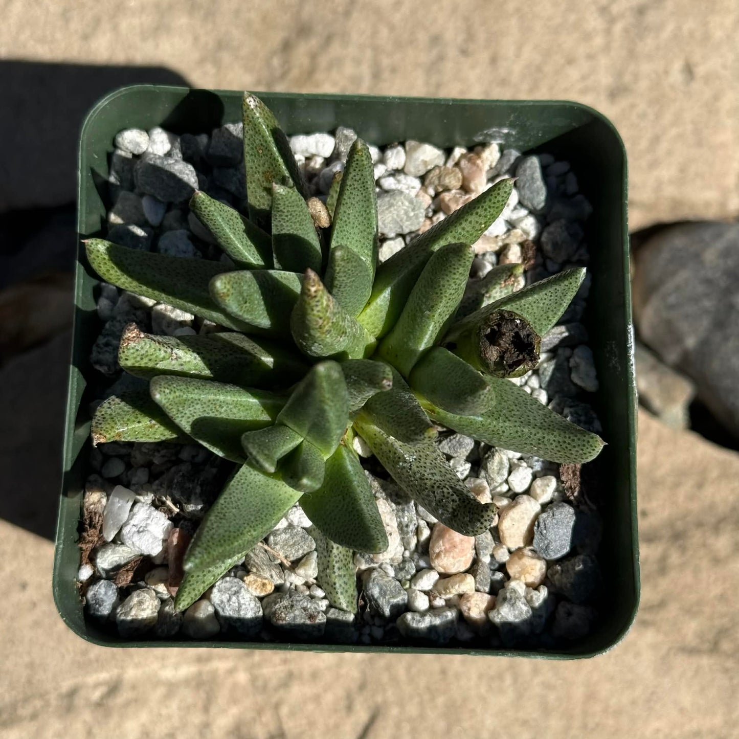 DesertScapeSucculent Succulent 4 Inch Rabiea difformis