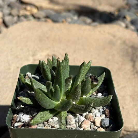 DesertScapeSucculent Succulent 4 Inch Rabiea difformis