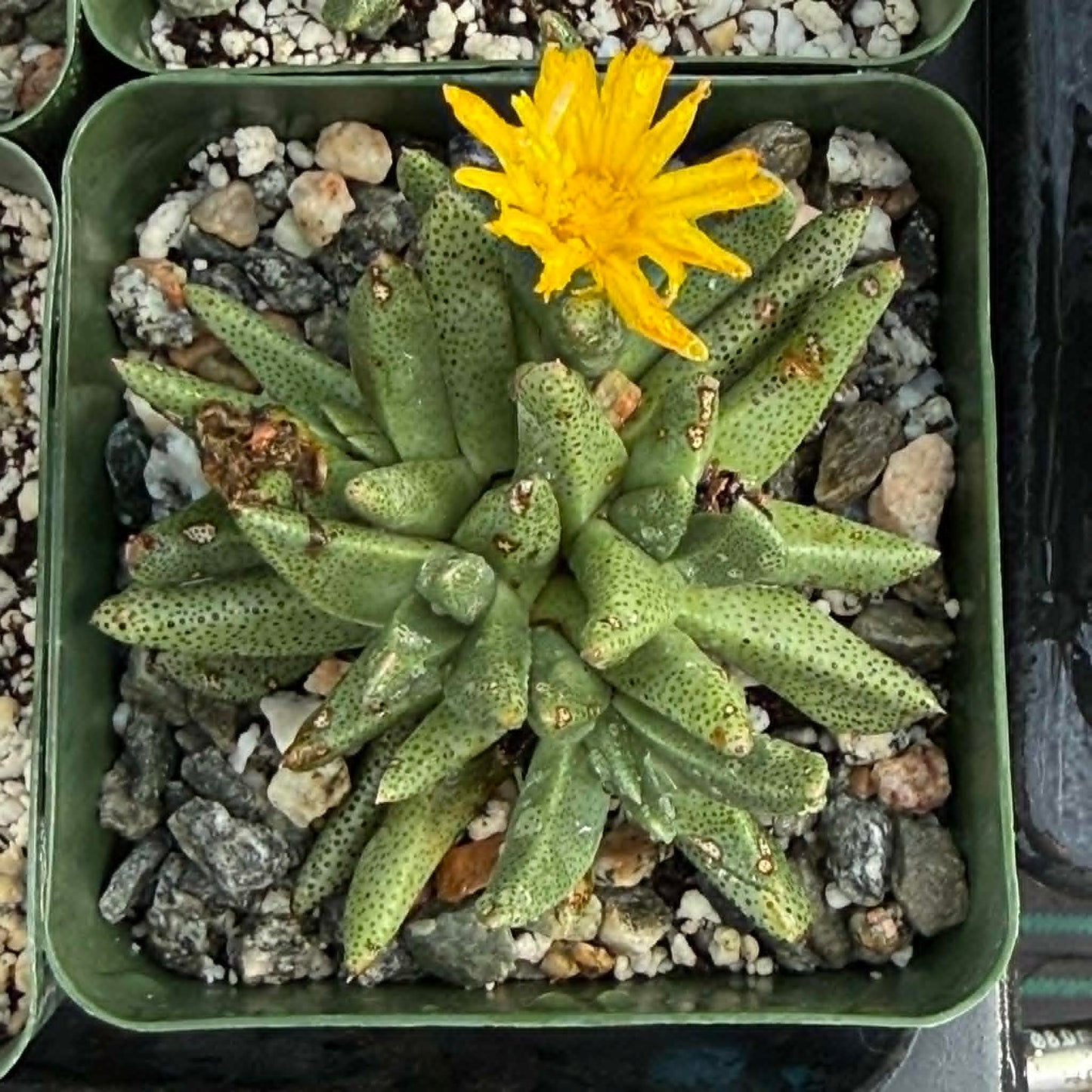 DesertScapeSucculent Succulent 4 Inch Rabiea difformis