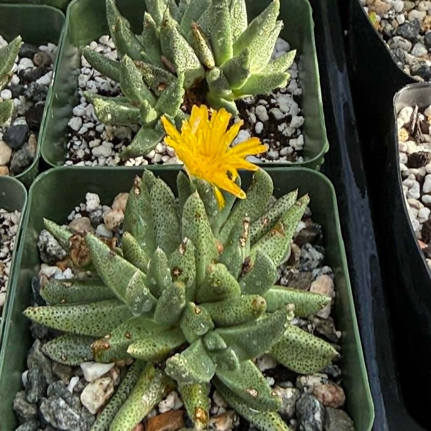 DesertScapeSucculent Succulent 4 Inch Rabiea difformis