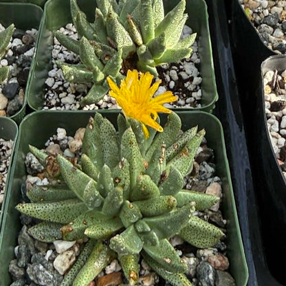 DesertScapeSucculent Succulent 4 Inch Rabiea difformis
