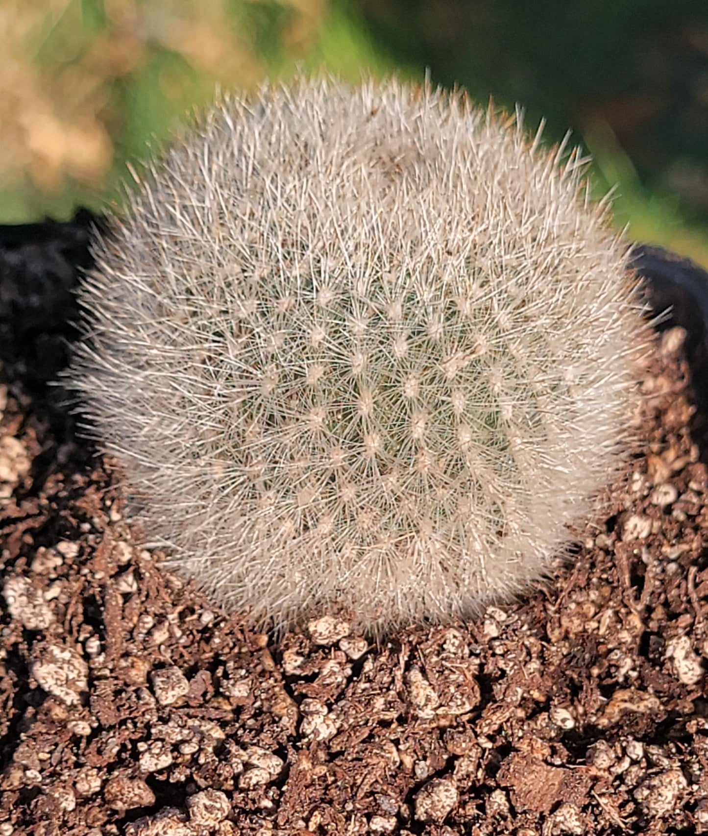 DesertScapeSucculent Succulent Single 3A Rebutia Fiebrigii 'Orange Crown Cactus'