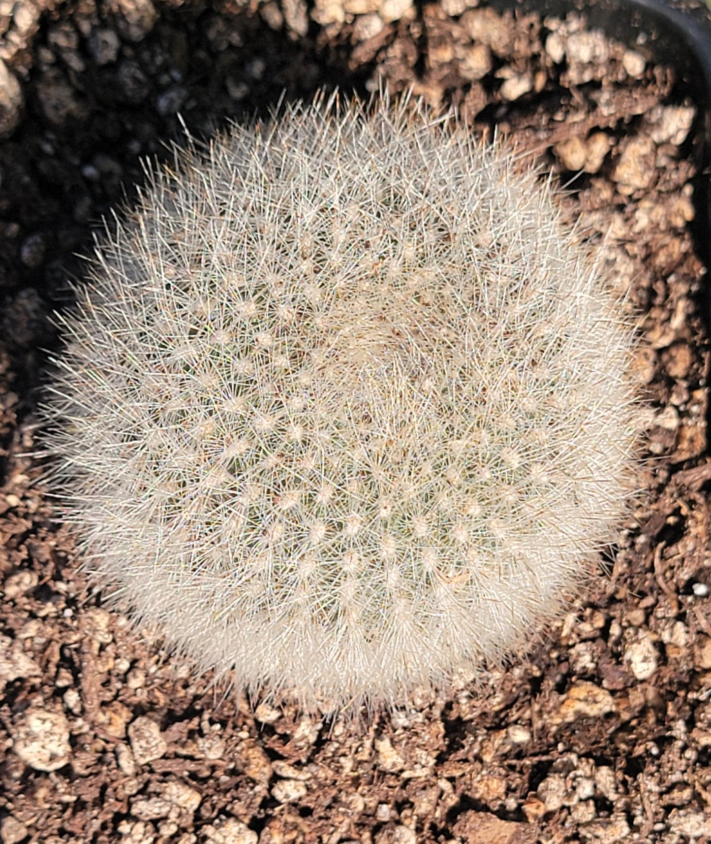 Rebutia Fiebrigii 'Orange Crown Cactus'