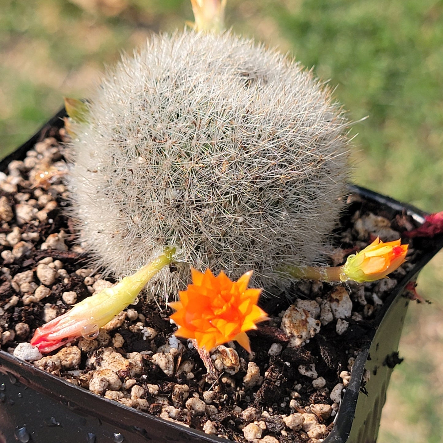 Rebutia Fiebrigii 'Orange Crown Cactus'