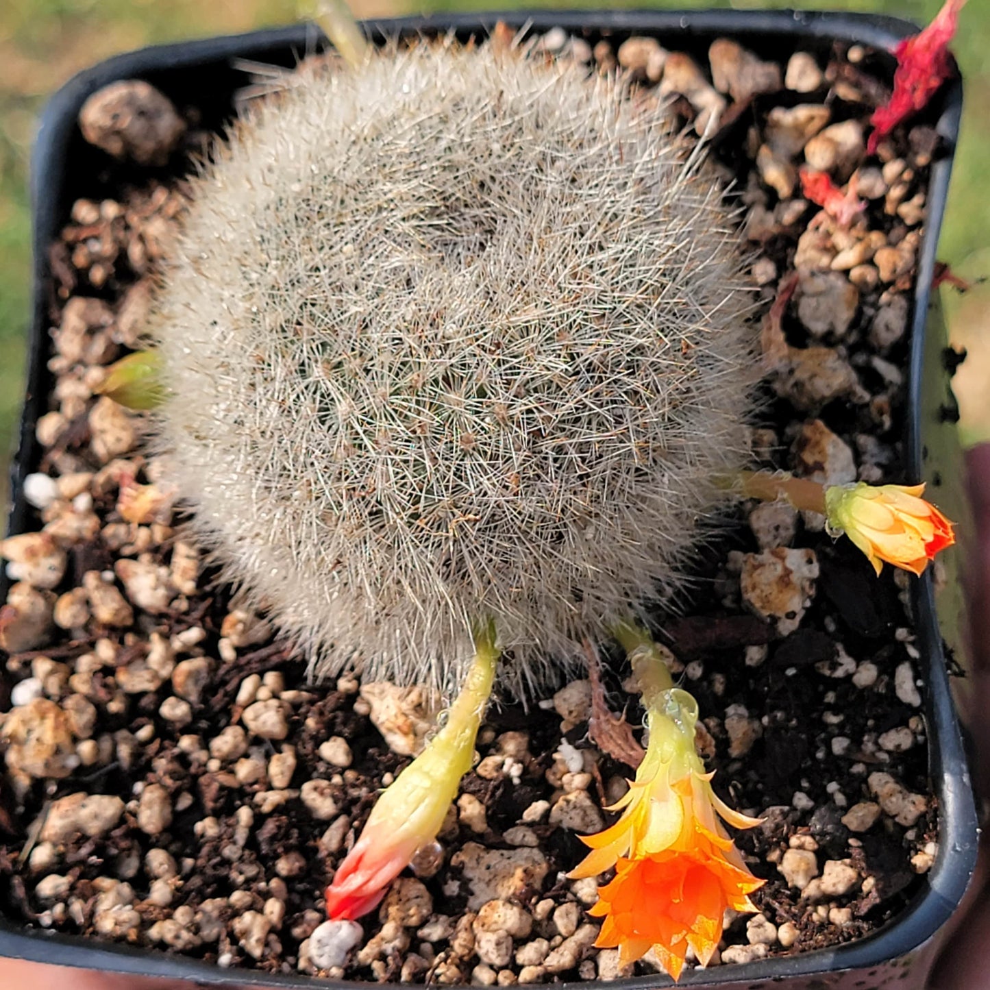 Rebutia Fiebrigii 'Cactus à couronne orange'