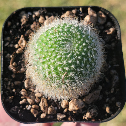 Rebutia Muscula 'Boule de neige orange'