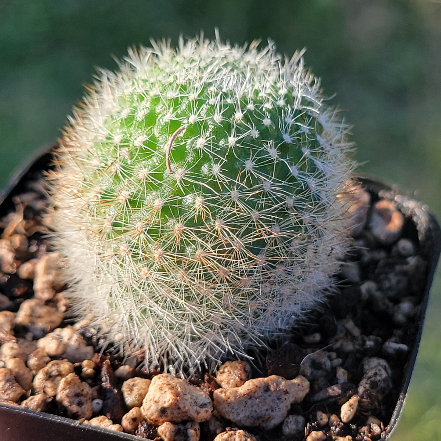 Rebutia Muscula 'Boule de neige orange'