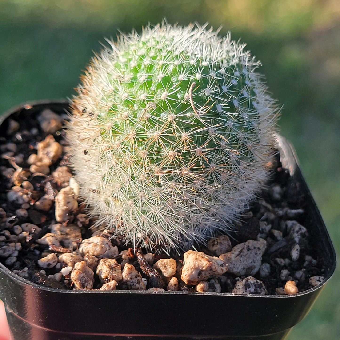 Rebutia Muscula 'Bola de nieve naranja'