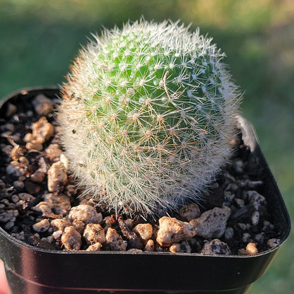 Rebutia Muscula 'Boule de neige orange'