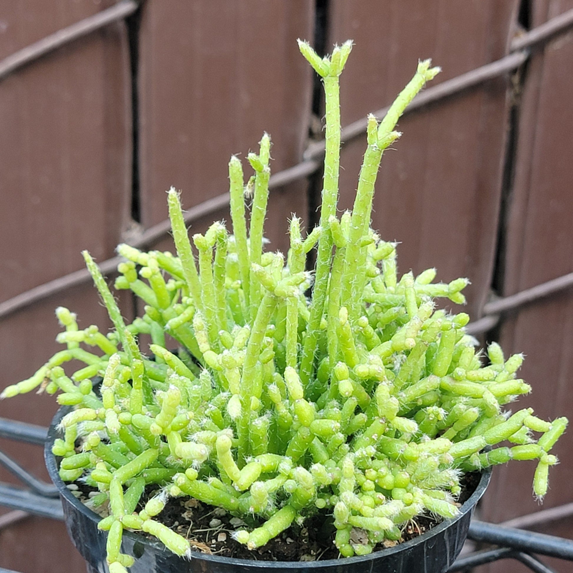 mistletoe succulent Rhipsalis cassutha 'Mistletoe Cactus' – DesertScapeSucculent