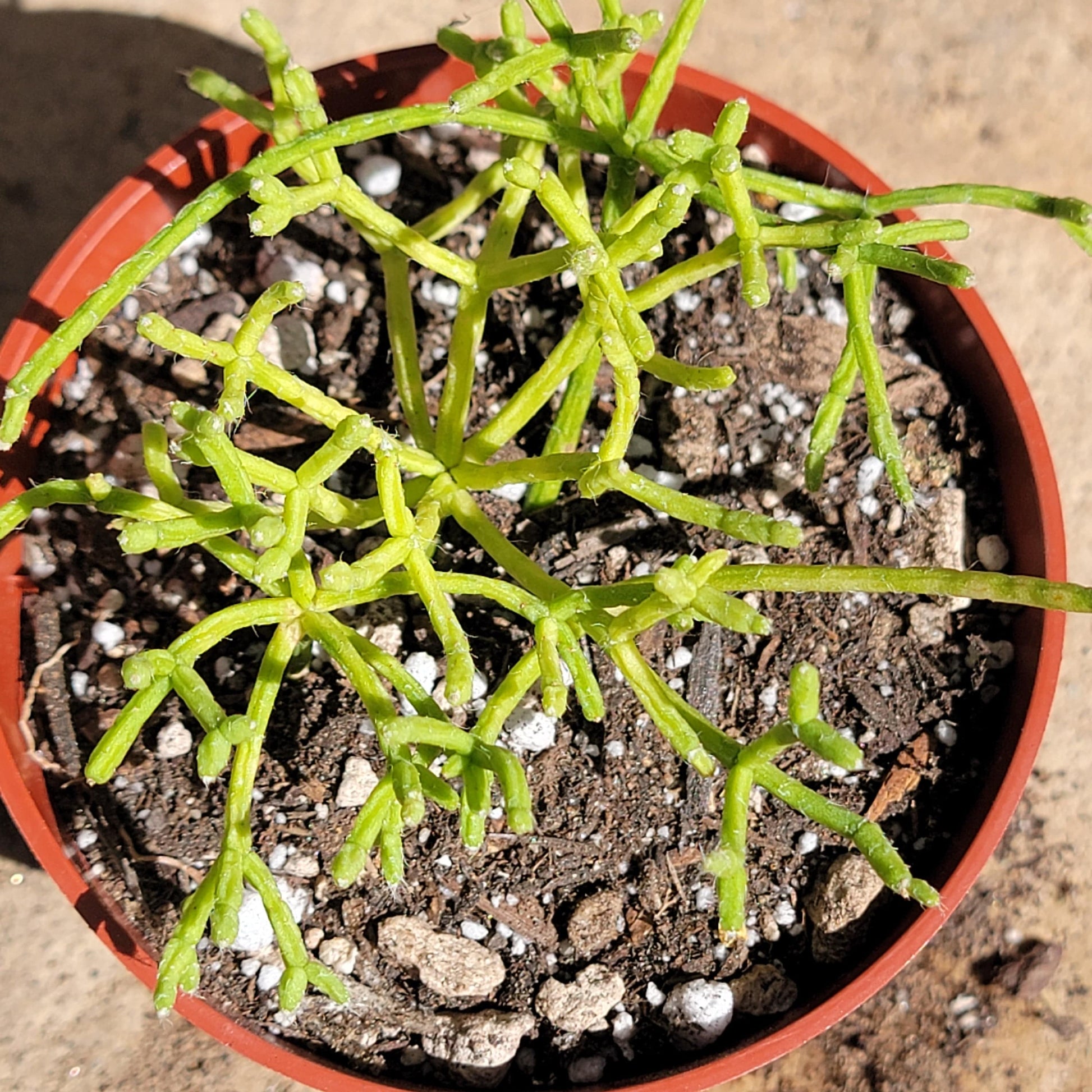 mistletoe cactus soil Rhipsalis cassutha 'Mistletoe Cactus' – DesertScapeSucculent