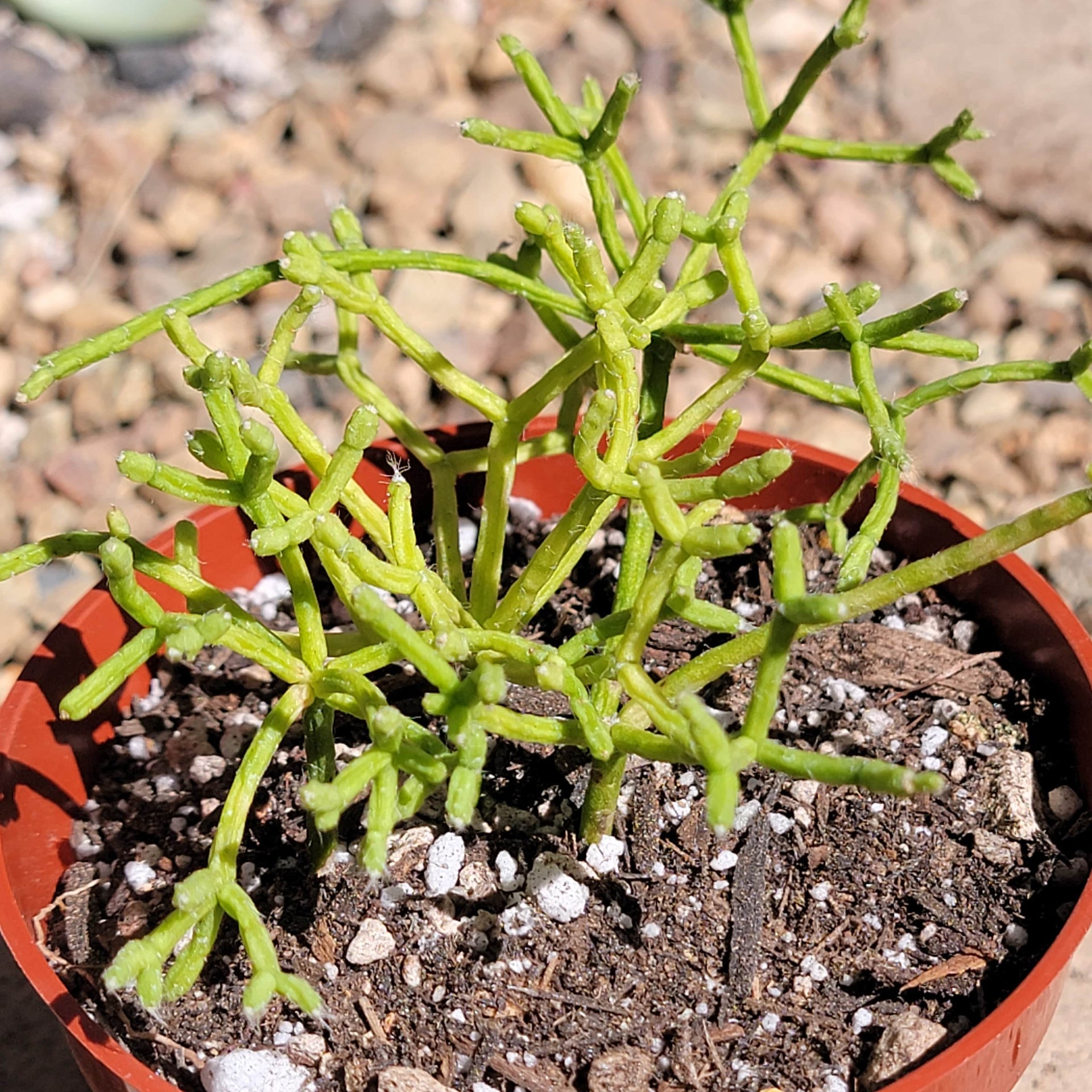 is rhipsalis a succulent Rhipsalis cassutha 'Mistletoe Cactus'