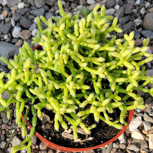 DesertScapeSucculent Succulent 4" Assorted Rhipsalis cereuscula 'Coral Cactus'