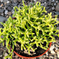 Rhipsalis cereuscula 'Coral Cactus' - 4 Inch Assorted - Succulent - DesertScapeSucculent