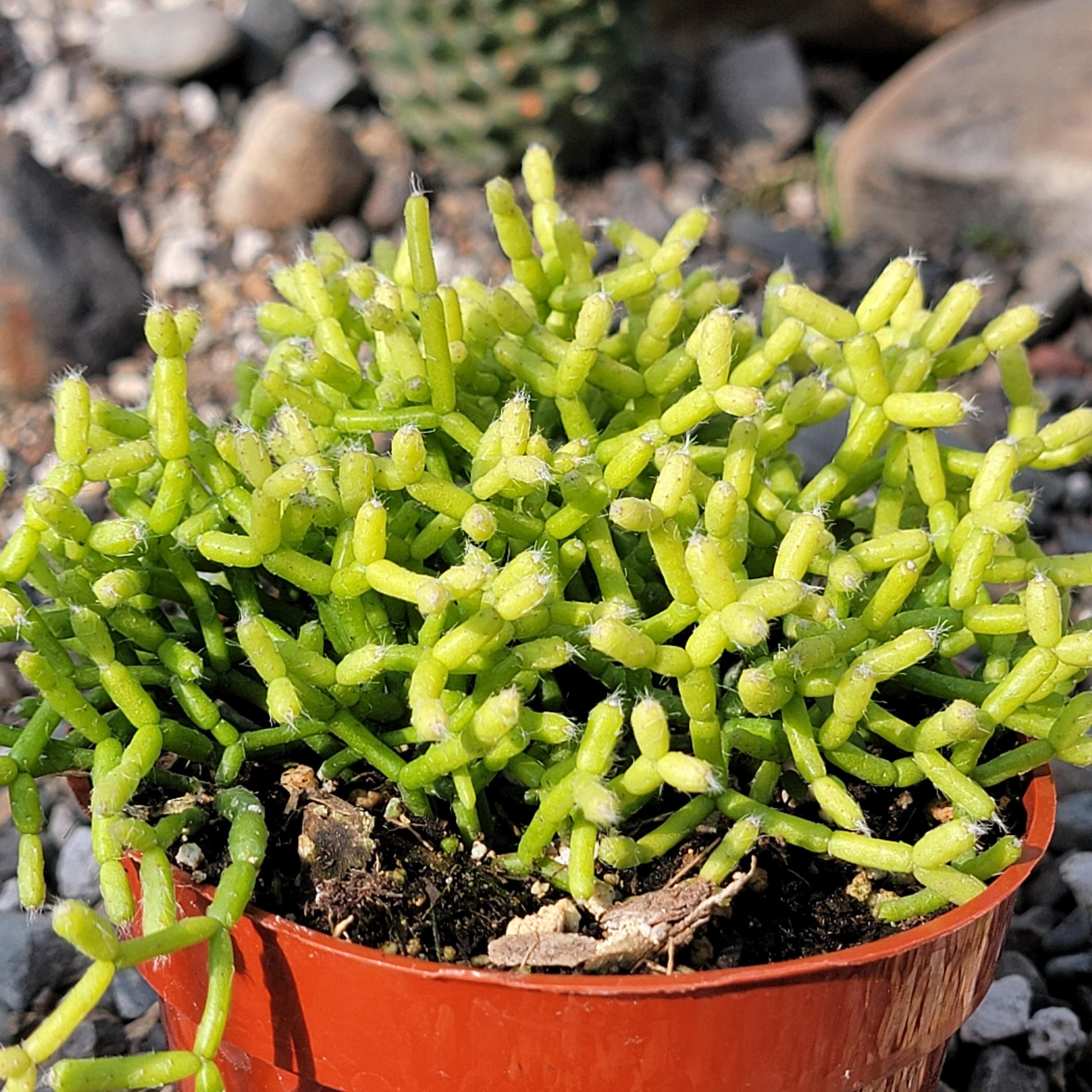 rhipsalis succulent Rhipsalis cereuscula 'Coral Cactus'
