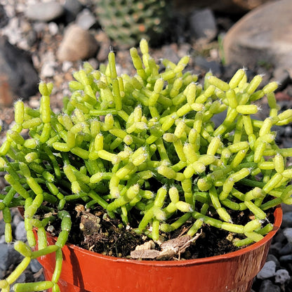 DesertScapeSucculent Succulent 4" Assorted Rhipsalis cereuscula 'Coral Cactus'