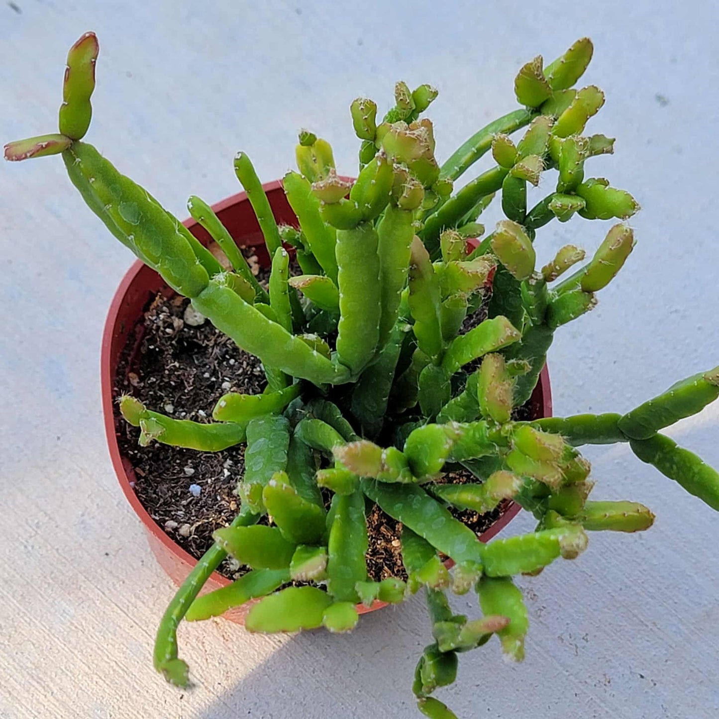 Rhipsalis ewaldiana - 4 Inch Assorted - Succulent - DesertScapeSucculent