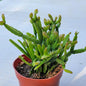 Rhipsalis ewaldiana - 4 Inch Assorted - Succulent - DesertScapeSucculent