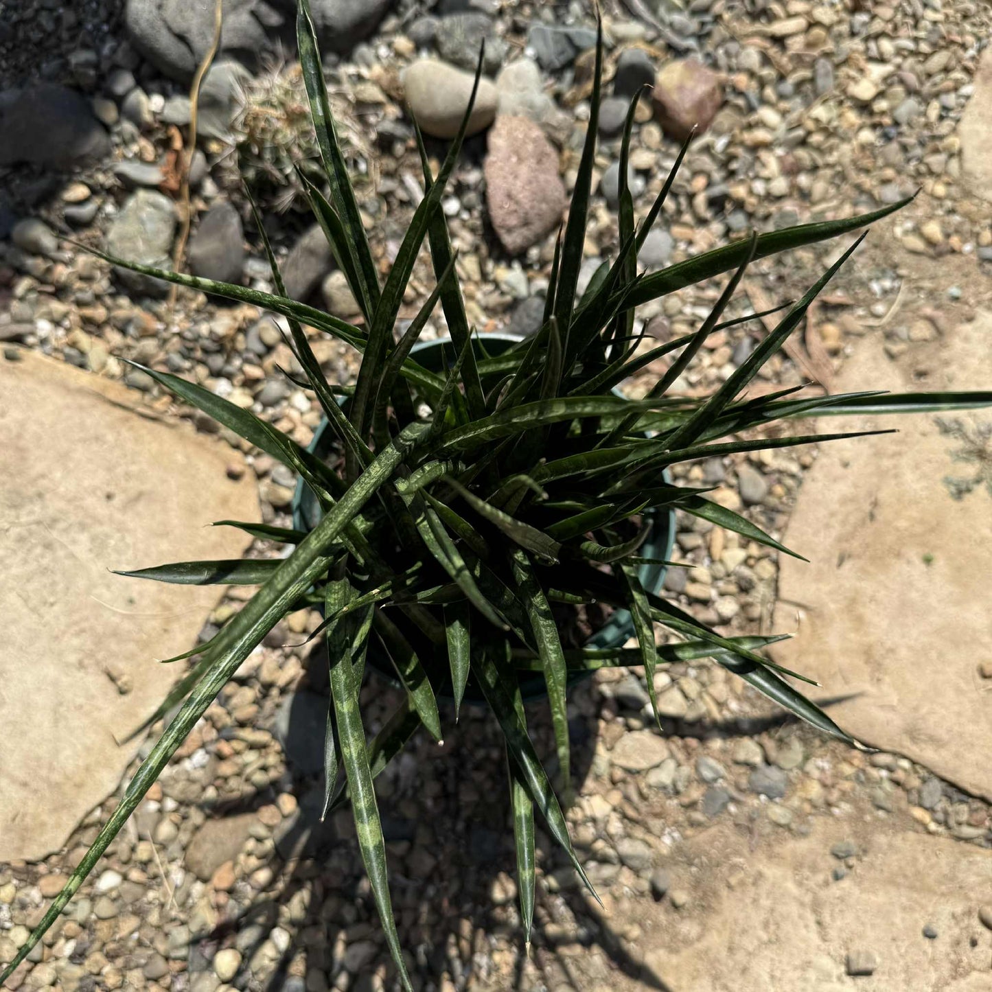 Sansevieria bacularis 'Mikado' - 6 Inch Assorted - Succulent - DesertScapeSucculent