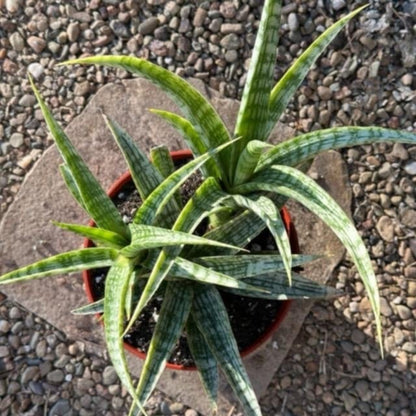 Sansevieria bacularis 'Mikado'