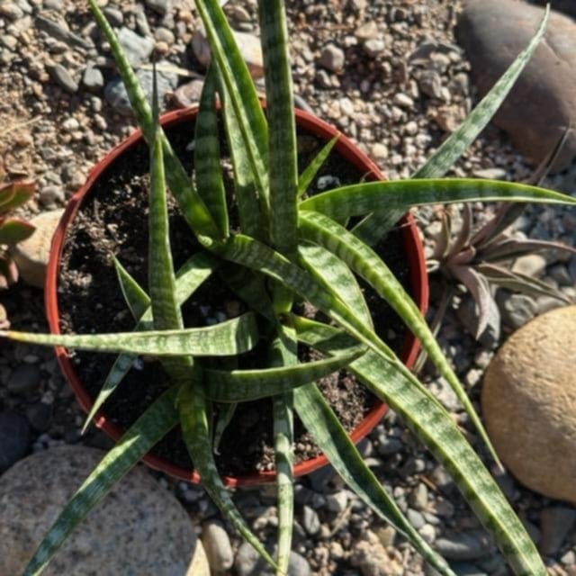 DesertScapeSucculent Succulent 6" Assorted Sansevieria bacularis 'Mikado'