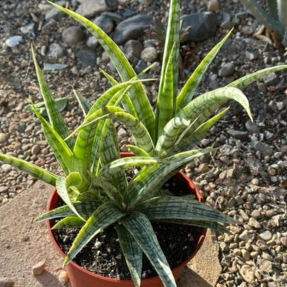 DesertScapeSucculent Succulent 6" Var. Assorted Sansevieria bacularis 'Mikado'