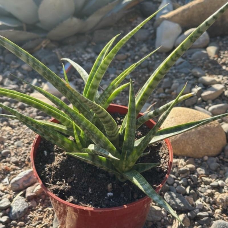 Sansevieria bacularis 'Mikado'