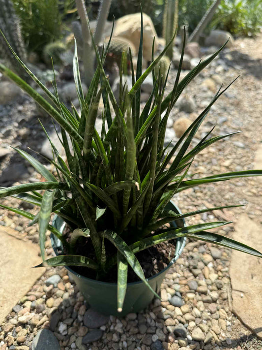 Sansevieria bacularis 'Mikado' - 6 Inch Assorted - Succulent - DesertScapeSucculent