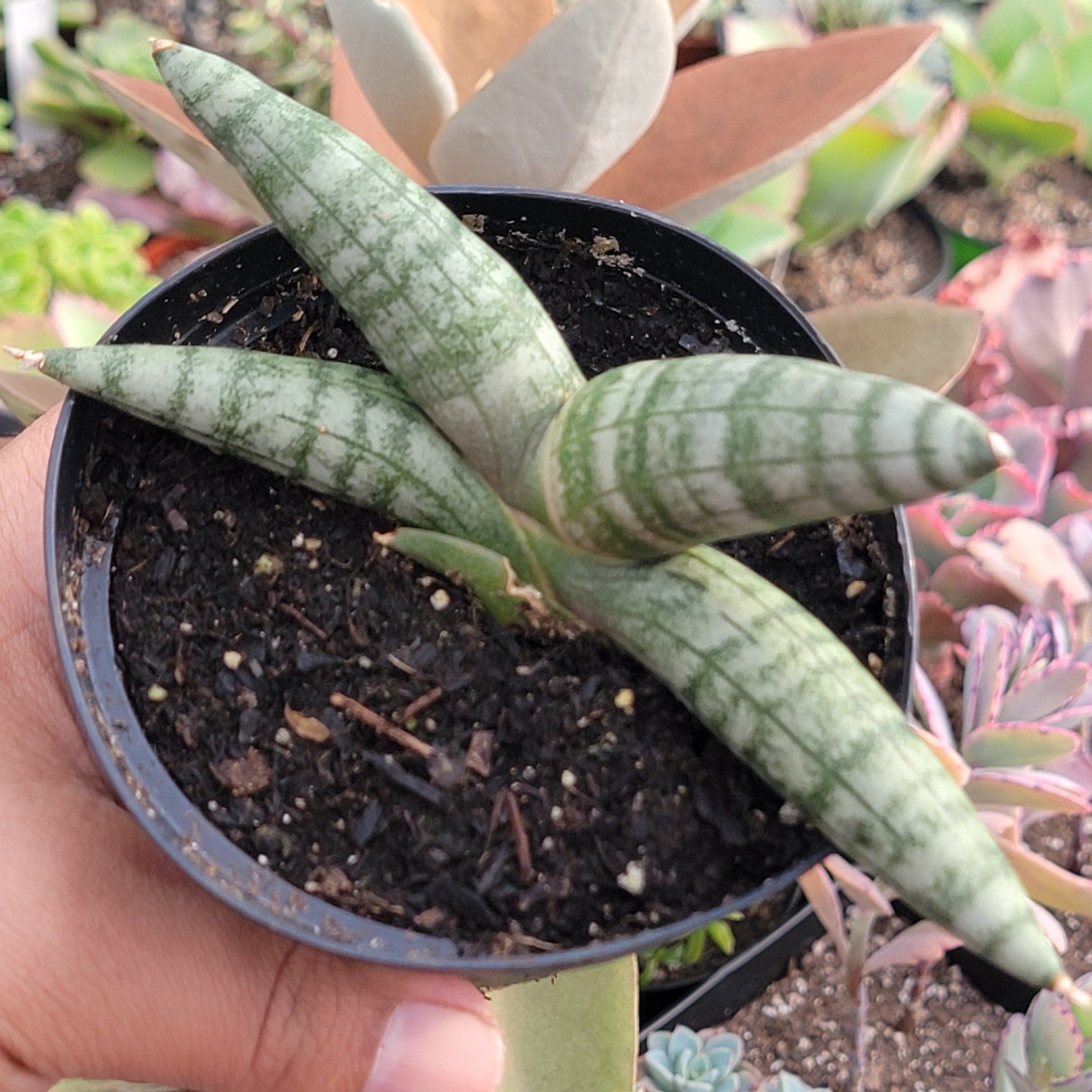 DesertScapeSucculent Succulent 4" Assorted Sansevieria Cylindrica 'Boncel' 'Starfish'