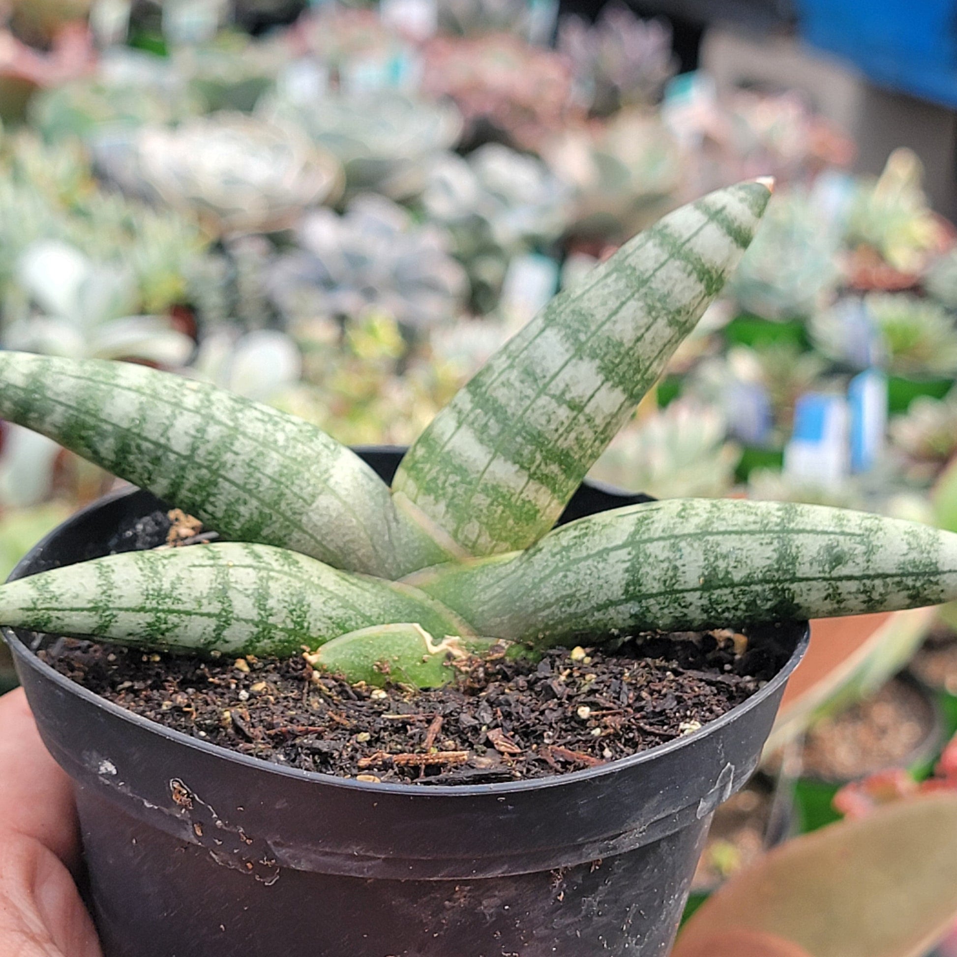 sansevieria starfish plant Sansevieria Cylindrica 'Boncel' 'Starfish' – DesertScapeSucculent