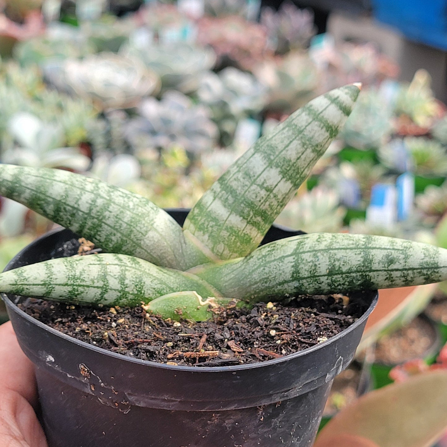 Sansevieria Cylindrica 'Boncel' 'Étoile de mer'