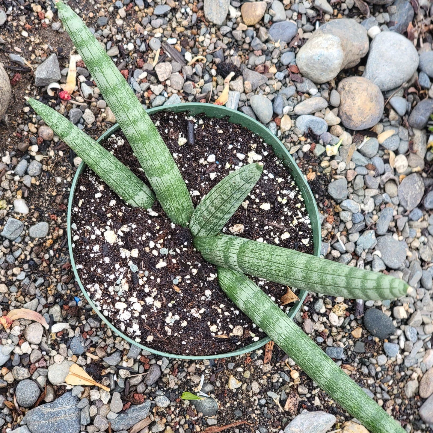 Sansevieria Cylindrica 'Boncel' 'Étoile de mer'