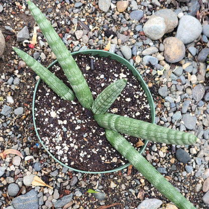 Sansevieria Cylindrica 'Boncel' 'Étoile de mer'