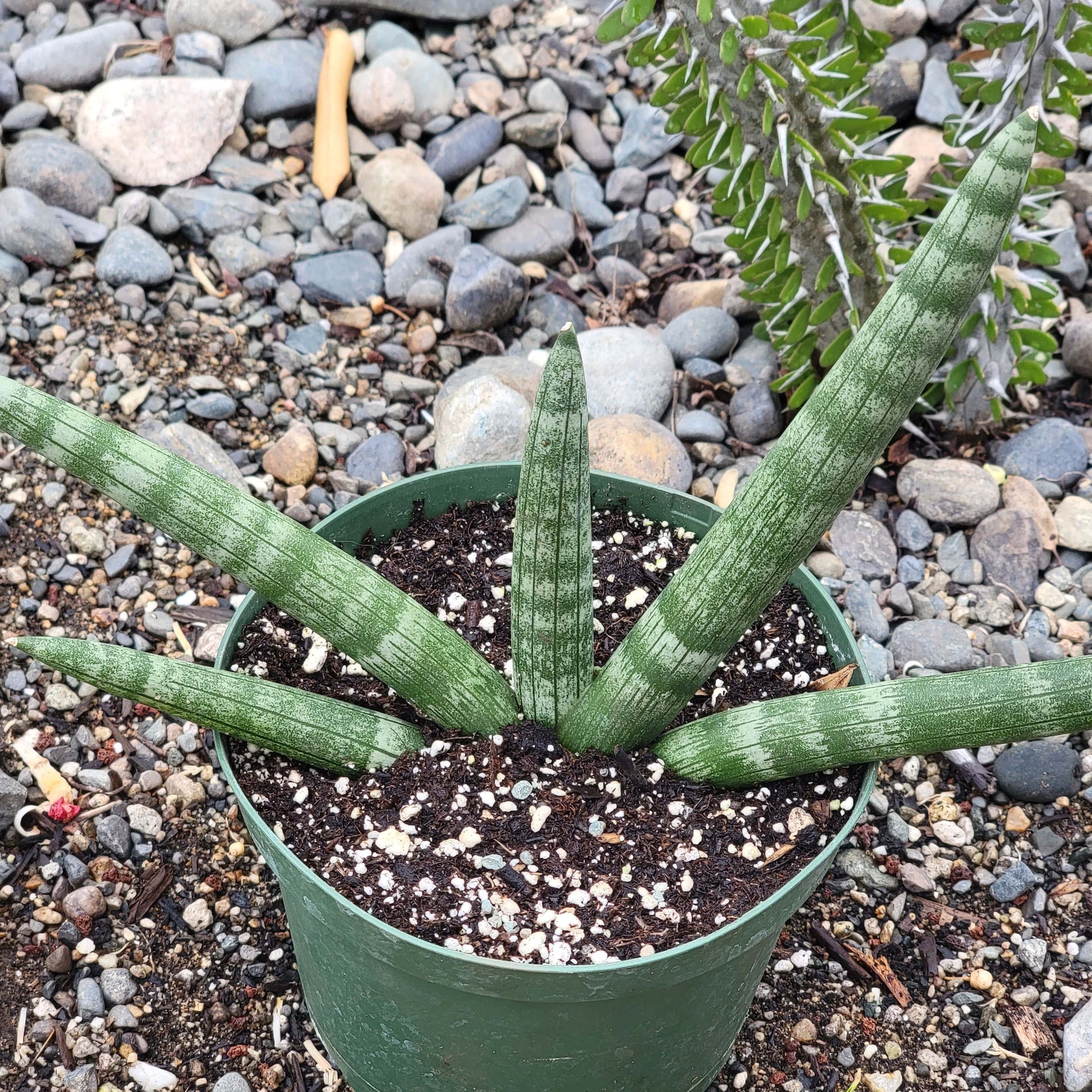 starfish looking succulent Sansevieria Cylindrica 'Boncel' 'Starfish' – DesertScapeSucculent