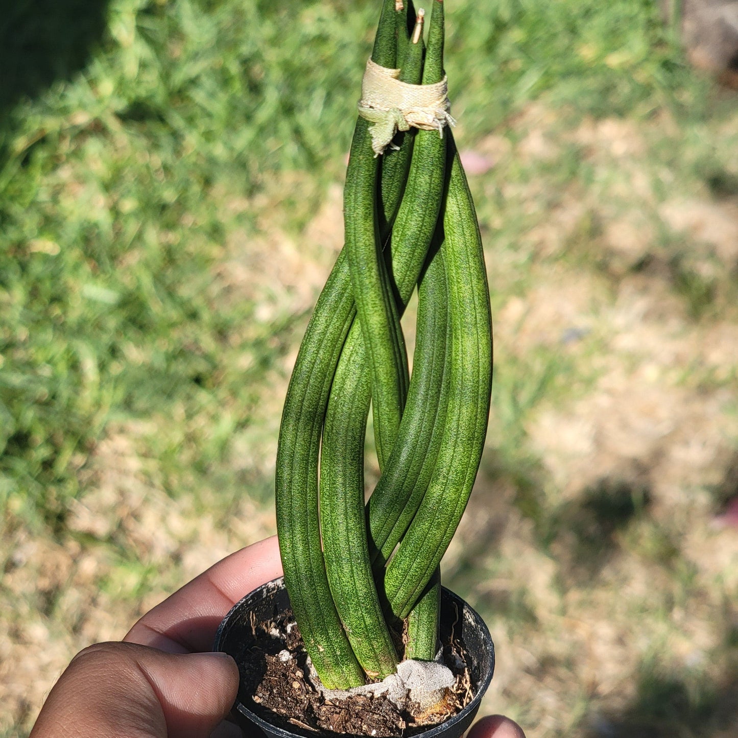 Tresse Sansevieria Cylindrica