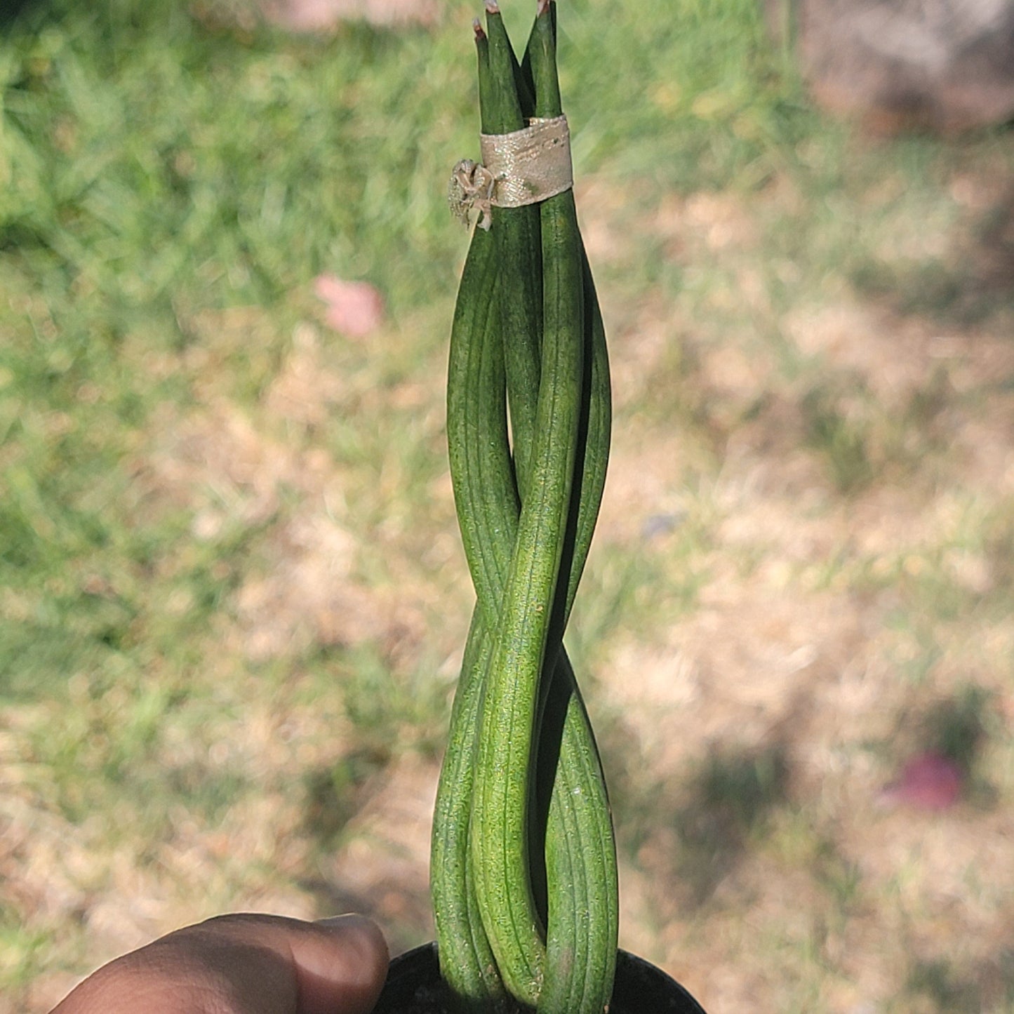 Sansevieria Cylindrica Braid