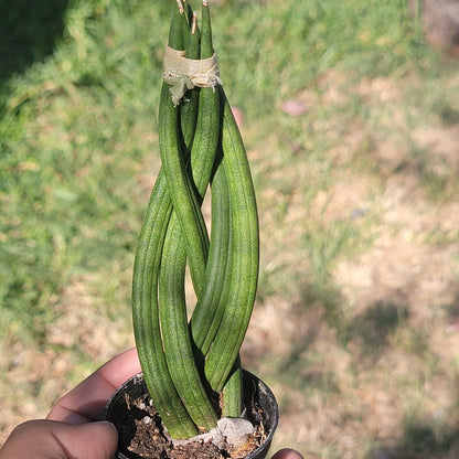 Trenza Sansevieria Cilíndrica