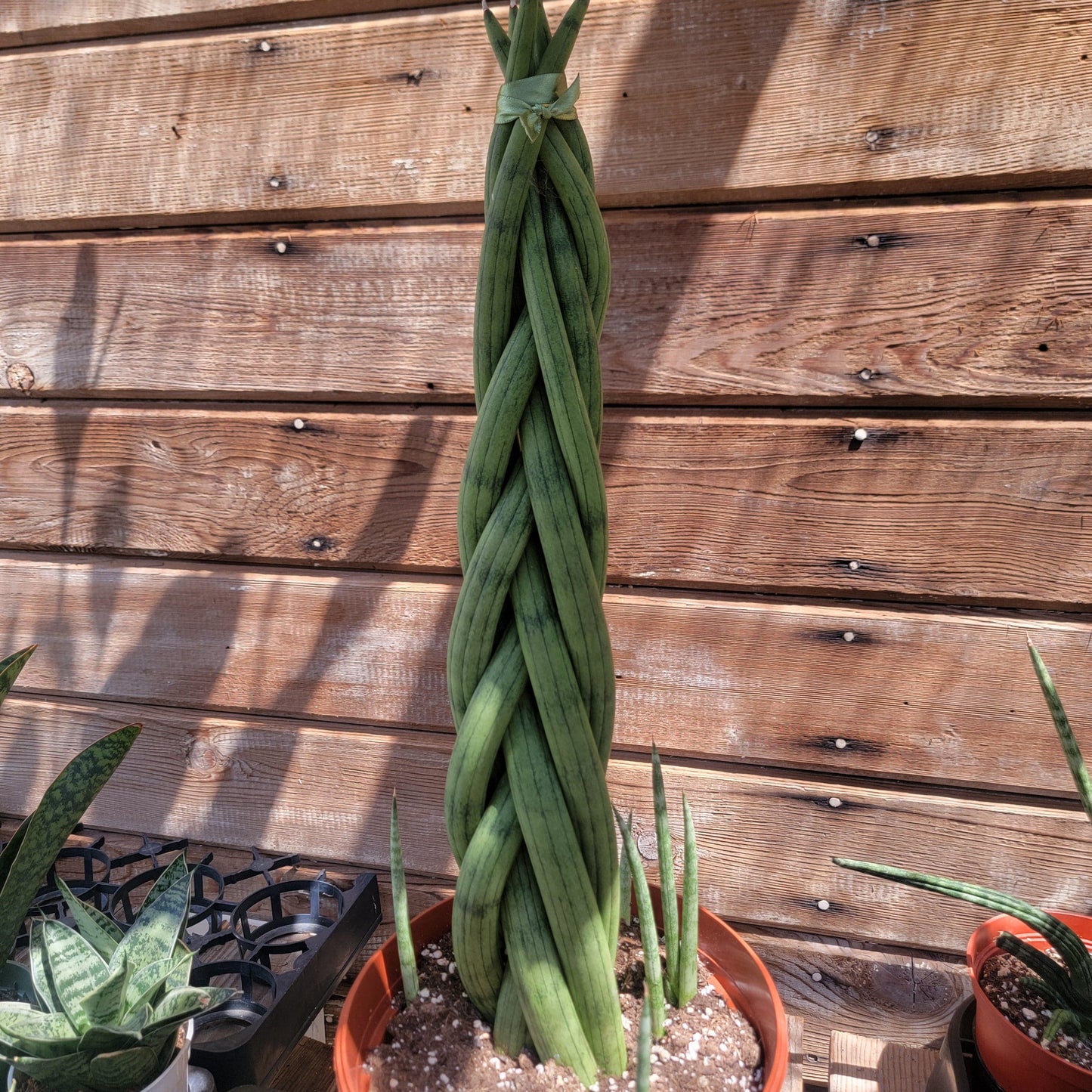 Trenza Sansevieria Cilíndrica