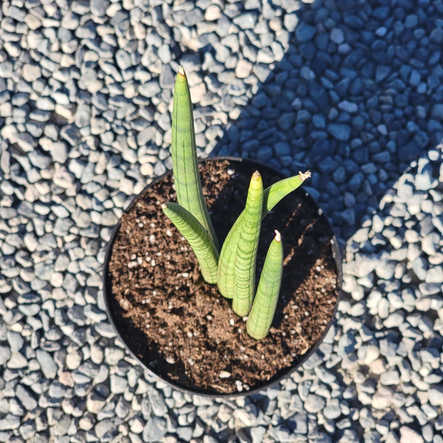 Sansevieria cylindrica 'Fingers'