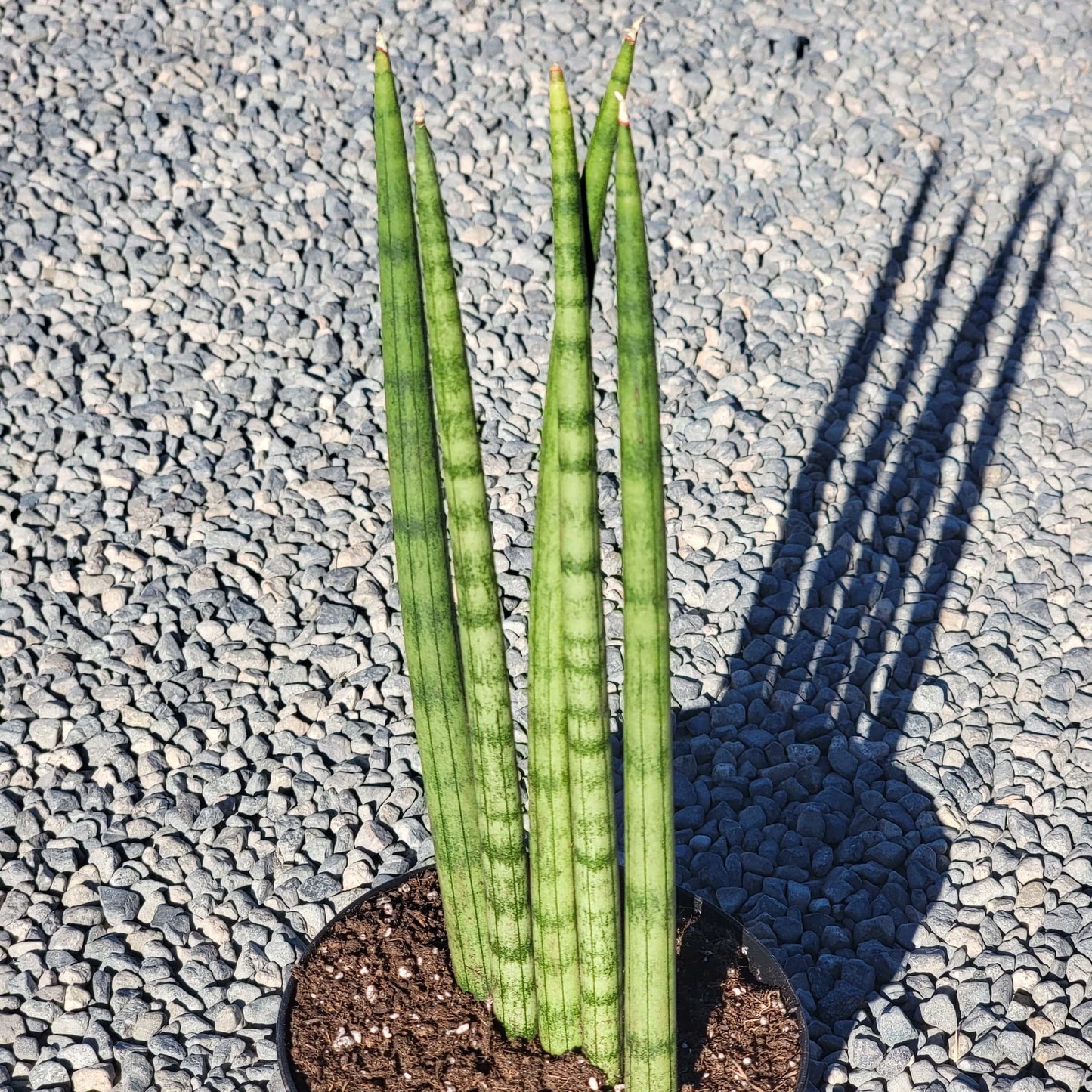 Sansevieria cylindrica 'Fingers'