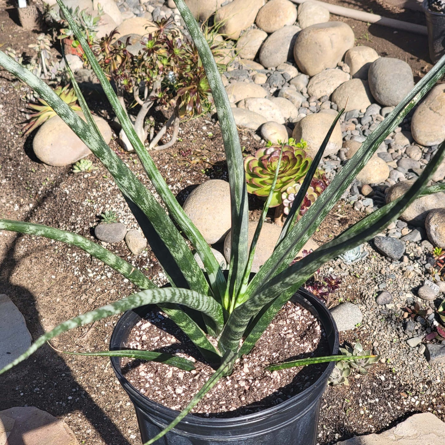 Sansevieria 'Fernwood' 'Mikado'