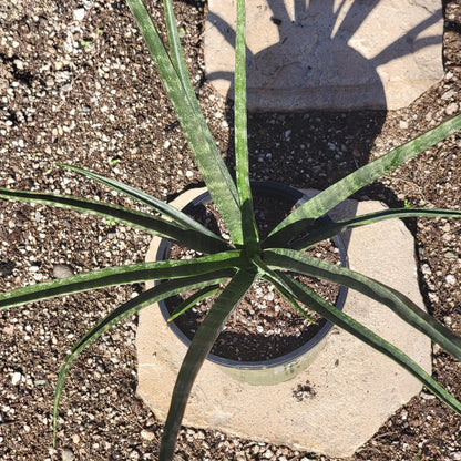 Sansevieria 'Fernwood' 'Mikado'