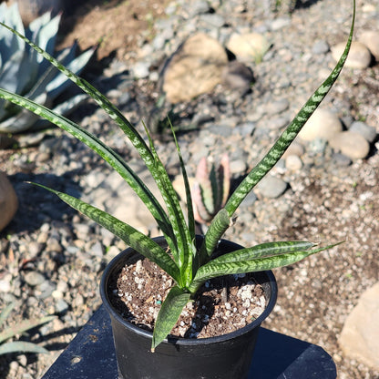 Sansevieria 'Fernwood' 'Mikado'