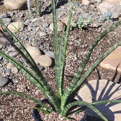 Sansevieria 'Fernwood' 'Mikado'